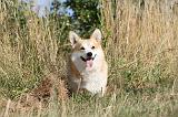 CORGI PEMBROKE 140